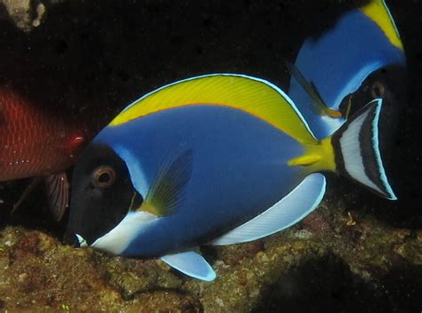 blue tang fish|Tang Aggression .